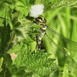 Odonata