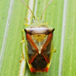 Hemiptera